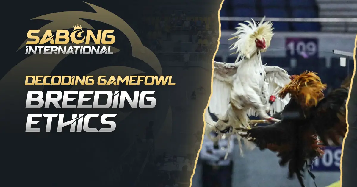 Gamefowl Breeding Ethics