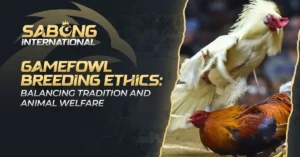 Gamefowl Breeding Ethics