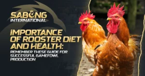 Rooster Diet and Health