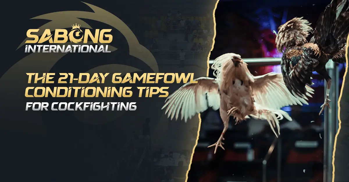 Conditioning Tips For Cockfighting