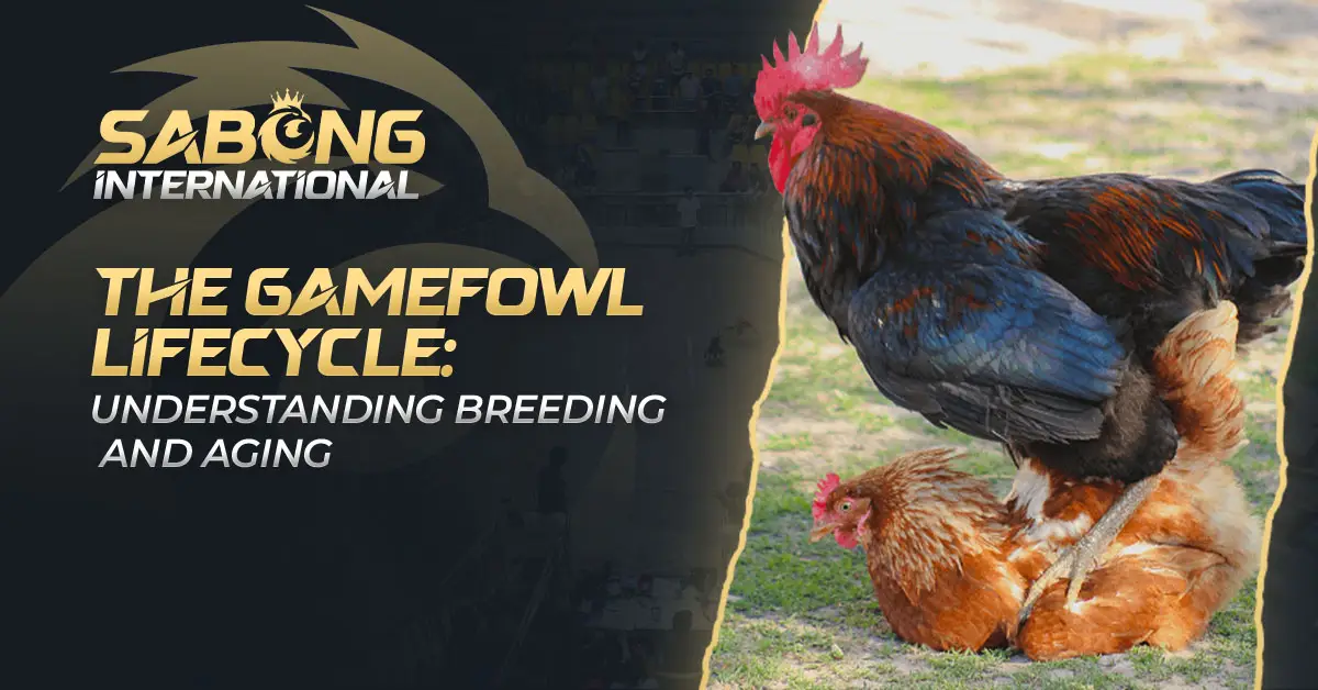 The Gamefowl Lifecycle