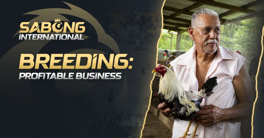 Profitable Business for breeding Sabong Facts